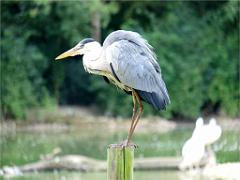101PARC AUX OISEAUX DANS L AIN 2016 2_000043